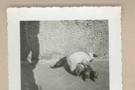 [Un gato siamés en Italia]  [fotografía].