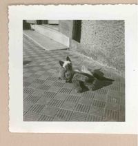 [Un gato siamés en Italia]  [fotografía].