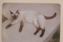 [Gato siamés de Gabriela Mistral]  [fotografía].