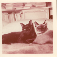 [Dos gatos en New York].