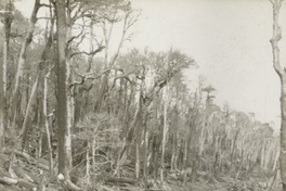 Explotación Forestal en Curacautín.