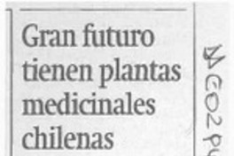 Gran futuro tienen plantas medicinales chilenas  [artículo].