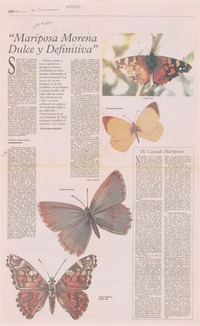 "Mariposa morena dulce y definitiva"