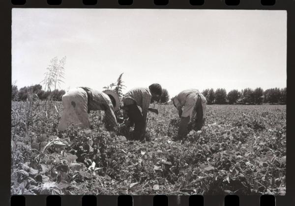 Trabajo agrícola en Talca