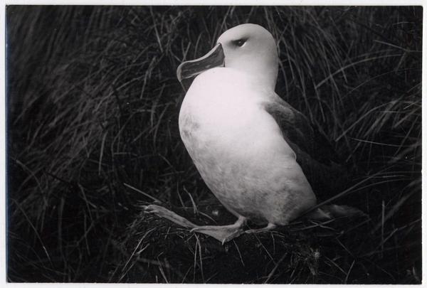 [Albatros de] Isla Diego Ramírez