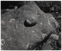 Piedras con incrustaciones de moluscos, en la Provincia de Bío-Bío