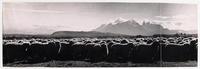 [En primer plano un rebaño de ovejas, al fondo la] Cordillera del Paine
