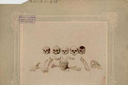 Excavaciones [arqueológicas] en la Hacienda de Cauquenes: Cráneos de los habitantes prehistóricos de Chile