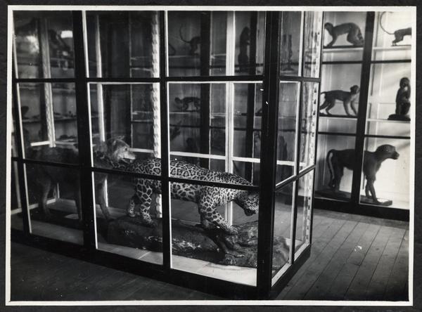 [Album Museo de Historia Natural de Concepción: Sección de Zoología, Sala Abate Molina; Colección de mamíferos]