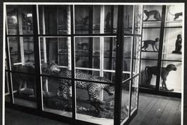 [Album Museo de Historia Natural de Concepción: Sección de Zoología, Sala Abate Molina; Colección de mamíferos]