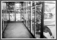 [Album Museo de Historia Natural de Concepción]: Sección de Zoología, Sala Claudio Gay; Colección de aves
