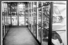 [Album Museo de Historia Natural de Concepción]: Sección de Zoología, Sala Claudio Gay; Colección de aves