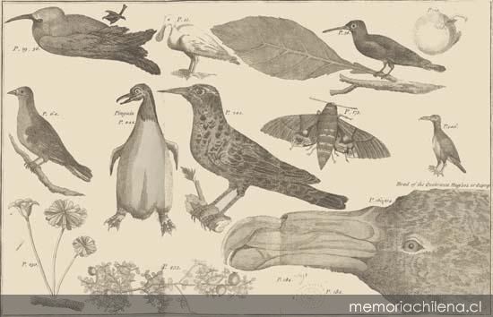 Birds, ditto Birds, ditto