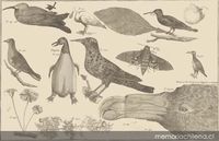 Birds, ditto Birds, ditto