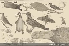 Birds, ditto Birds, ditto