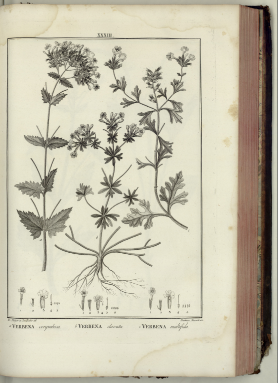 Flora peruviana, et chilensis, sive, descriptione, et icones pantarum peruvianarum, et chilensium, secundum systema linneanum digestæ, cum characteribus plurium generum evulgatorum reformatis auctoribus Hippolyto Ruiz et Joseph Pavon.
