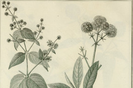Buddleja diffusa