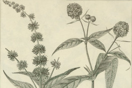 Buddleja picata