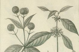 Buddleja globosa