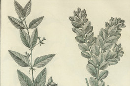 Condalia repens