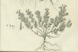 Hedyotis conferta