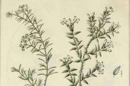 Hedyotis thymifolia