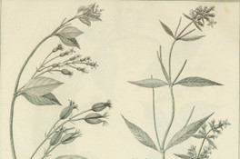 Manettia racenosa