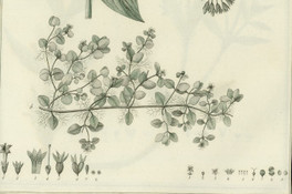 Manettia umbellata