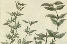 Spermacoce gracilis