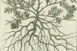 Krameria triandra