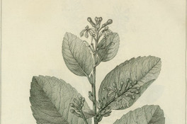 Embothrium obliquem
