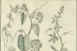 Cissus comprefficautis