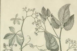 Cissus granulosa