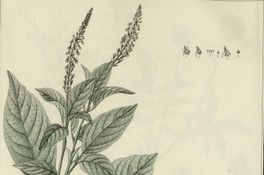 Rivina secunda