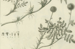 Acaena lappacea