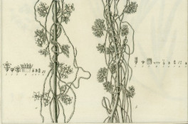 Cuscuta odorata
