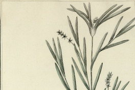 Tillaea connata