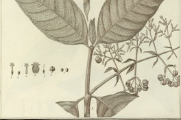 Psychotria punicea