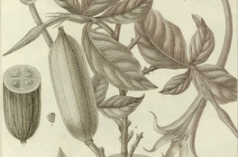 Gardenia longiflora