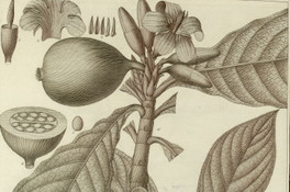 Genipa oblongifolia