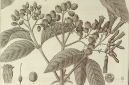 Hamellia patens