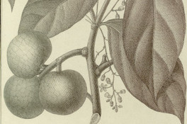 Leonia glycarpa