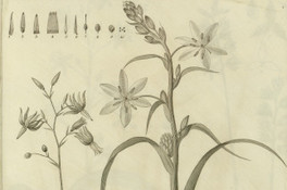 Conanthera bifolia