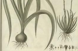 Scilla biflora