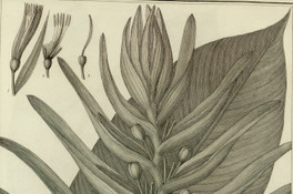 Heliconia lingulata