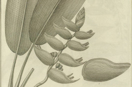 Heliconia rostrata