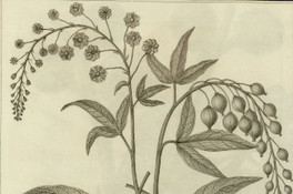 Tovaria pendula