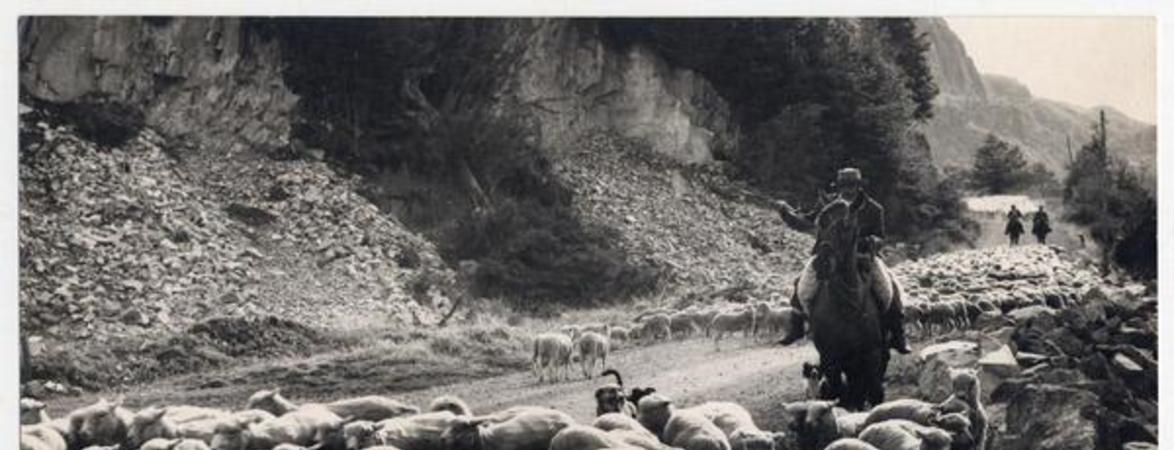 Camino de Coyhaique a Chacabuco, piños volviendo de la esquila