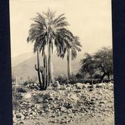[Palmeras y cactus]