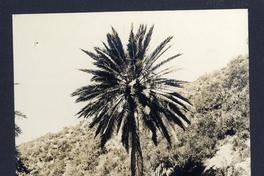 [Palmera]